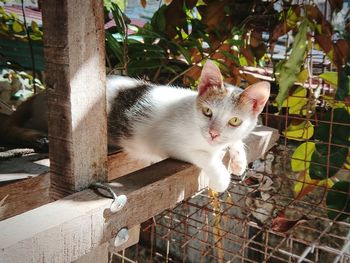 Portrait of a cat on a fence