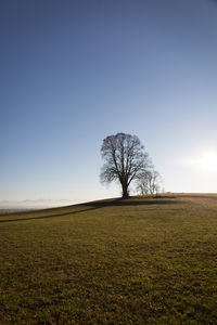 Tree on field against clear sky