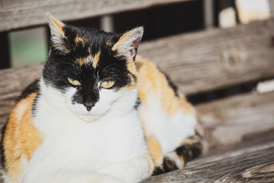 Close-up portrait of a cat