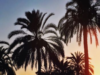 Low angle view of palm trees against clear sky