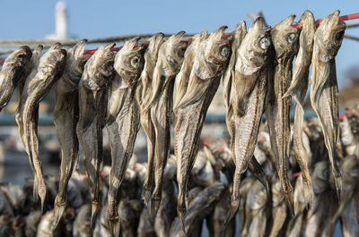 Dried fishes hanging on ropes at harbor during sunny day