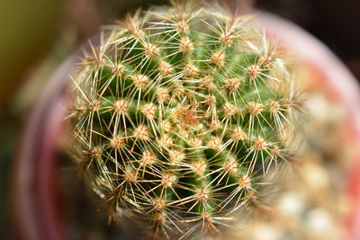 Close-up of cactus plant
