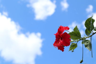 Close-up of red hibiscus against blue sky