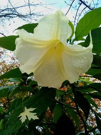 Close-up of white flower blooming outdoors