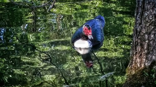 Birds in water