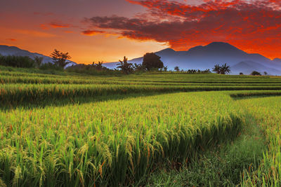 Scenic view of agricultural field against sky during sunset