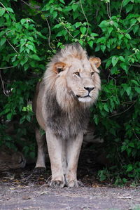 Portrait of lion standing by plants