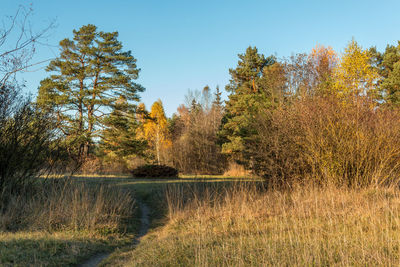 Trees by lake in forest against sky during autumn