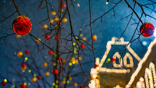 Low angle view of red berries on tree