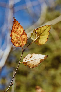 Close-up of dry leaf against blurred background