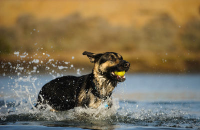 Dog fetching ball from water