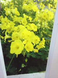 Close-up of yellow flowers blooming outdoors