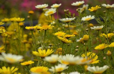 Yellow flowers blooming in field