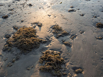 High angle view of footprints on wet sand at beach