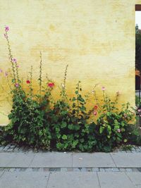 Ivy growing on wall