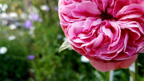 Close-up of pink rose