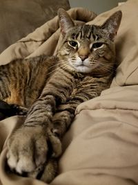 Close-up of a brown short hair male tabby cat relaxing looking at the camera.