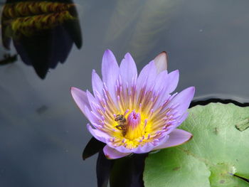 Close-up of lotus water lily in pond