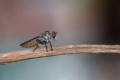 Close-up of insect on twig