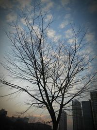 bare tree