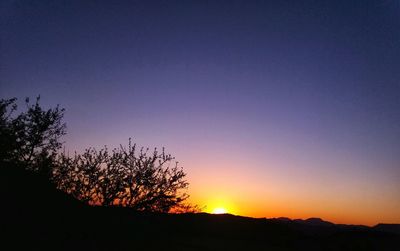 Silhouette trees against clear sky during sunset