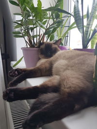 Close-up of cat relaxing on potted plant at home