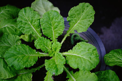 Close-up of fresh green leaves