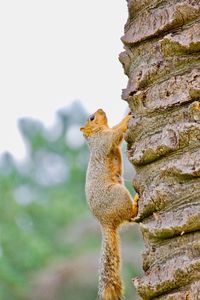 Close-up of squirrel on tree trunk