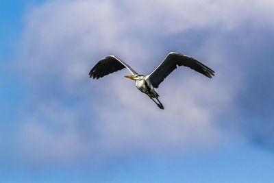 Low angle view of eagle flying