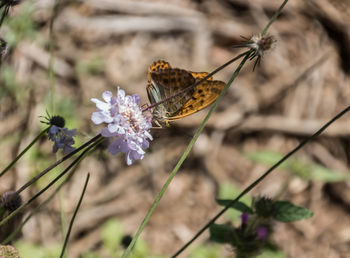 Butterfly perched on flower eating