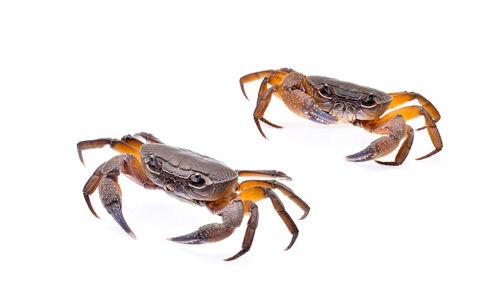 Close-up of crab over white background