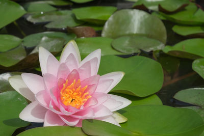 Close-up of lotus water lily in lake