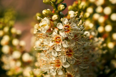 Close-up of white flowering plant