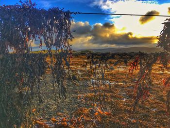 Trees on field against sky at sunset