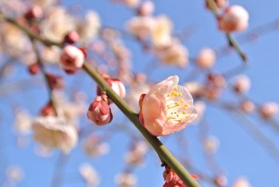 Close-up of flowers blooming on branch