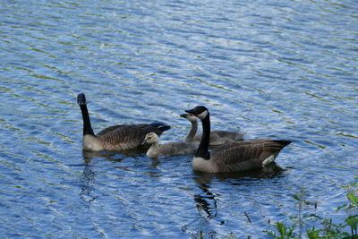 Ducks in a lake