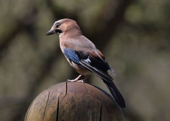 Close-up of bird perching on wood