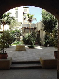 Potted plants by swimming pool outside building