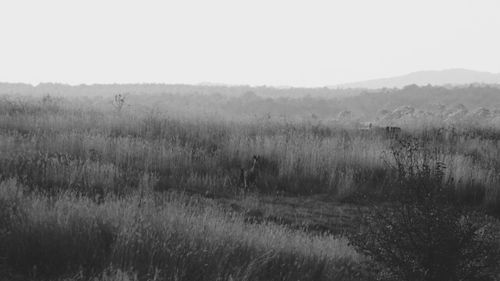 Scenic view of landscape