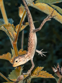 Close-up of a lizard on branch