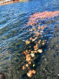 High angle view of autumn leaves in water