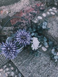 High angle view of purple flowering plant on rock