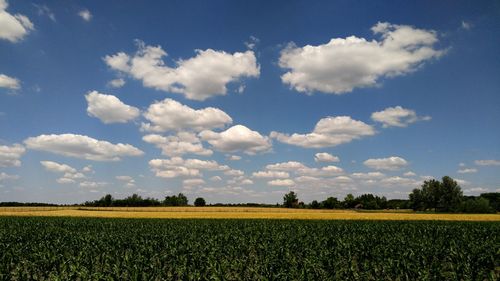 Scenic view of agricultural field against sky