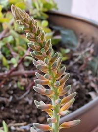 Close-up of succulent plant