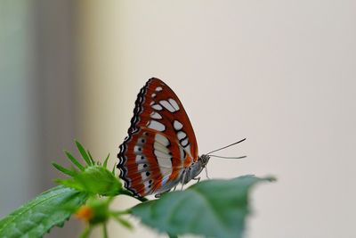 Close-up of butterfly perching on plant