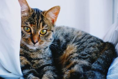 Close-up portrait of cat