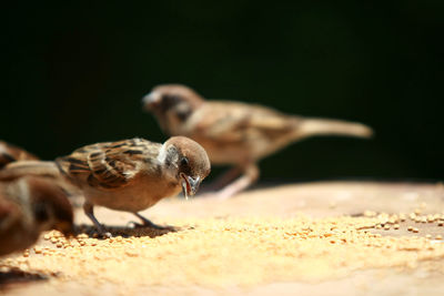 Close-up of birds on land