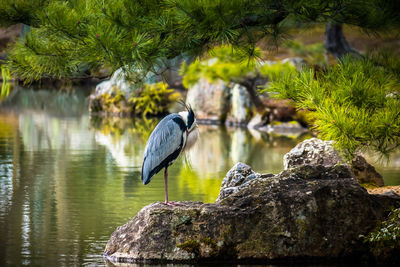 Kyoto, japan - meditating heron at golden pavilion pond