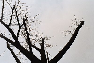 Low angle view of silhouette bare tree against sky