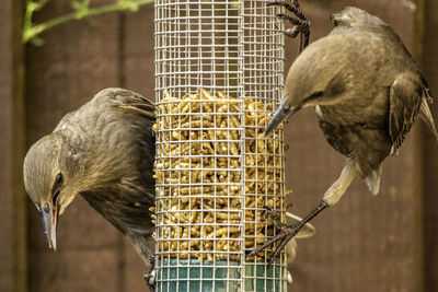 Close-up of birds perching on feeder